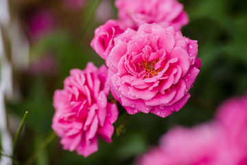 Blossoming rose "Super Excelsa"