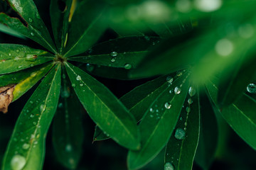 juicy greens after the rain