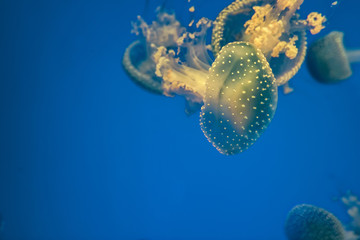 colorful jellyfish in the aquarium