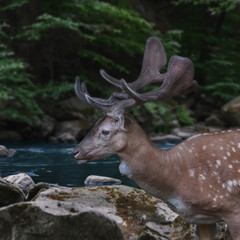 beautiful spotted deer with large branched horns walks along a fantastic mountain river.