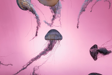 colorful jellyfish in the aquarium