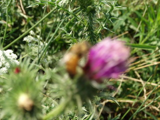 ape in natura sul fiore