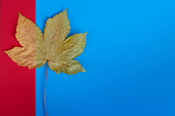 Obraz premium Autumn maple leaf on colored blue and red background