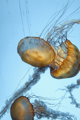 colorful jellyfish in the aquarium