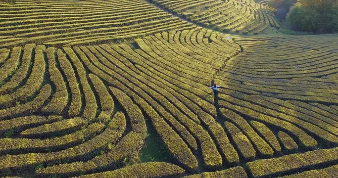 Careless brunette woman is jogging over tea plantation in evening, touching shrubs by hands. Camera is flying in top over her and showing aerial panorama