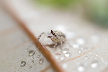 A spider in nature background.macro spider.