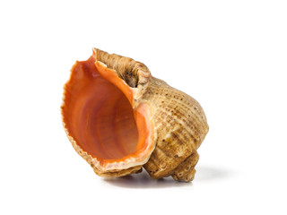 Sea shell isolated on white background. Exotic souvenir