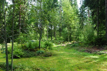 Waldlandschaft