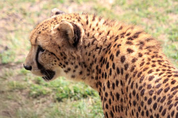 Cheetah