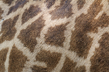Giraffe pattern