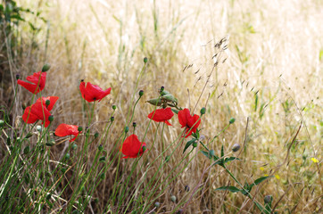 Naklejka premium Mohnblumenfeld