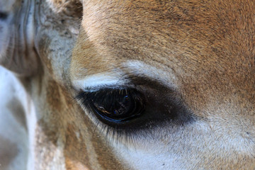 Giraffe's eye