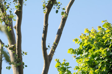 Fototapeta premium Coppiced or pollarded tree growing fresh branches