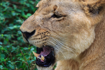Lion