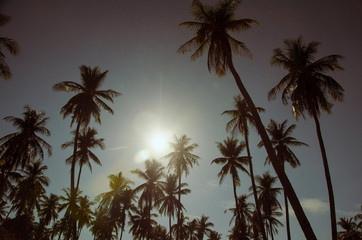 Fototapeta na wymiar coconut tree Vintage