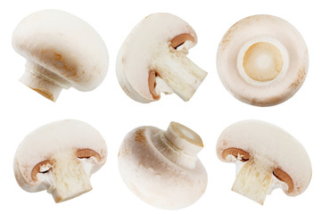 Champignon mushrooms close-up isolated on white background