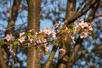cherry branch