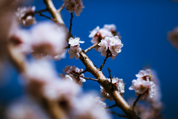 blooming apricot on a background of a spring sky