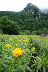 紅花畑