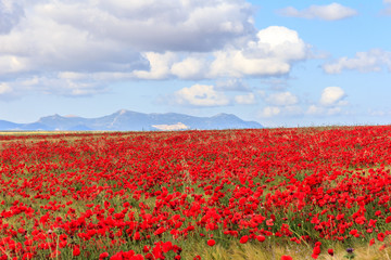 Fototapeta na wymiar Poppy field and clouds, Granada Province, Spain