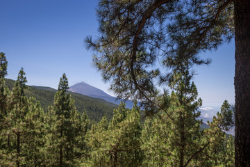 Panorama of Mount Teide between conifers, Las Lagunetas, Tenerife, Canary Island, Spain, Europe