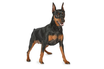 Miniature Pinscher standing on white background