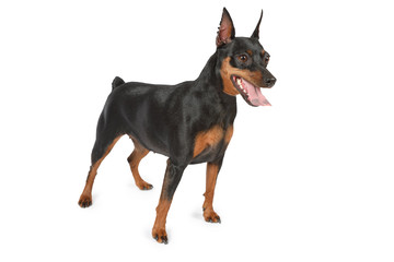 Purebred miniature Pinscher isolated on white background