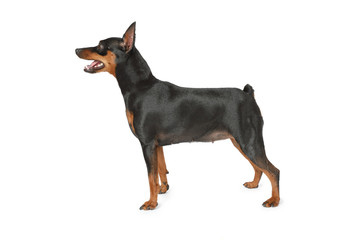 Miniature Pinscher dog standing on white background