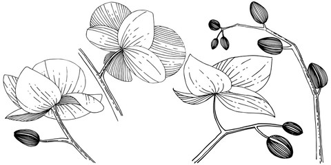 Orchid flower in a style isolated. Full name of the plant: orchid. flower for background, texture, wrapper pattern, frame or border.