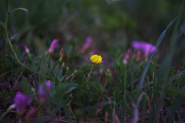 Gelbe Blume im Mittelpunkt