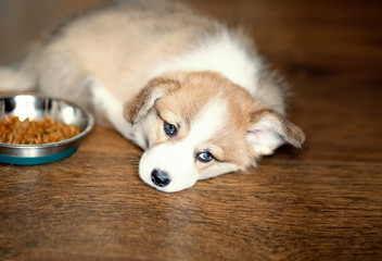 Cute Puppy overeating dog food and laying looking at camera. Dry food and the dog who eats a lot