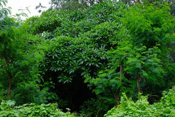 nature leaves background texture pattern