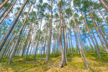 Forest and sky. Photo from Sotkamo, Finland.