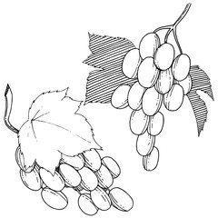  grapes healthy food in a watercolor style isolated. Full name of the fruit: grapes. wild fruit for background, texture, wrapper pattern or menu.