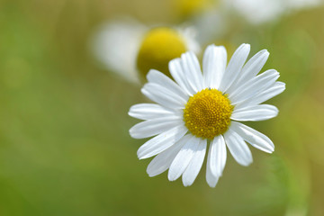 close on white daisy blooming on green background 