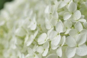 紫陽花 アナベル