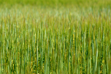 Texture or background with green wheat ears on the field, vertical sharp