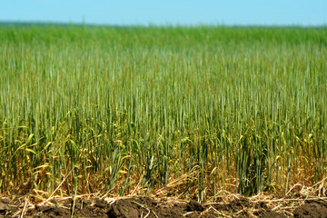 Texture or background with green ears of wheat on the field, vertical sharp, earth and sky