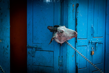 Decapitated goats head stuck to a blue door, Ason tol, Kathmandu, Nepal