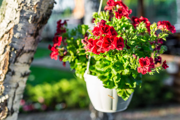 Close-up of hanging white basket with bright red petunia flowers. Green garden with birch and pots...