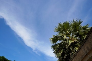 Blue sky and clouds with Areca nut palm or Betel Nuts, sky background, cloudscape concept, Space for text in template, Empty, Looking up (Supari Plant,Tamil Nadu,ARECACEAE, Thekkady, kerala)