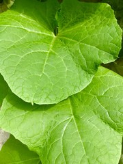 Vines on the wall of Ridge gourd luffa in Maharashtra, India, called Dodka 
