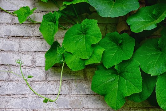 Vines on the wall of Ridge gourd luffa in Maharashtra, India, called Dodka 