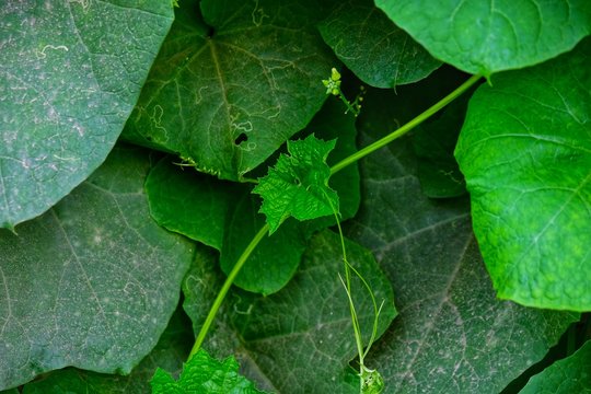 Vines on the wall of Ridge gourd luffa in Maharashtra, India, called Dodka 