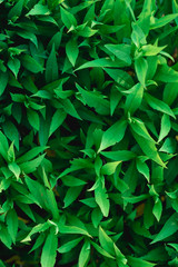 Nature green leaves wall texture of the tropical forest plant,on black background.
