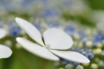 紫陽花 浜辺の詩