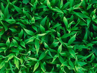 Obraz premium Nature green leaves wall texture of the tropical forest plant,on black background.texture of the green grass background