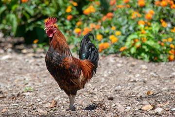 Chicken