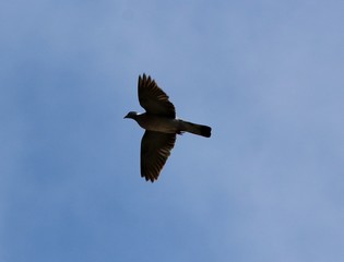 Pigeon 