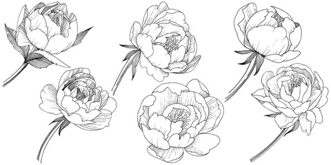 Peony flower in a style isolated. Full name of the plant: peony. flower for background, texture, wrapper pattern, frame or border. © yanushkov